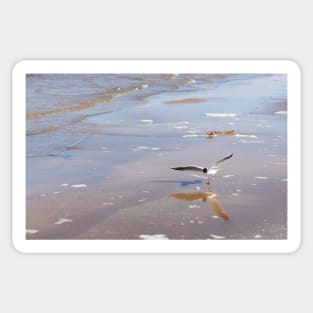 Black-headed gull at Baltic sea Sticker